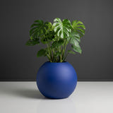 Globe fiberglass planter in Matte Cobalt Blue, planted with monstera with large glossy split leaves on upright stalks, studio