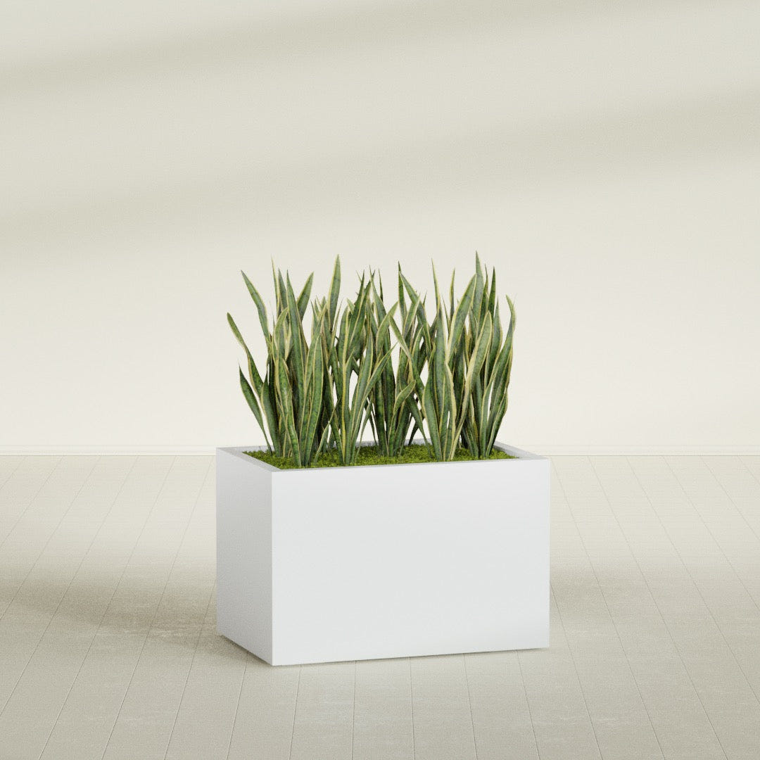 Granada rectangular fiberglass planter in Gloss Bright White, 36 × 24 × 24 in, shown planted in a room