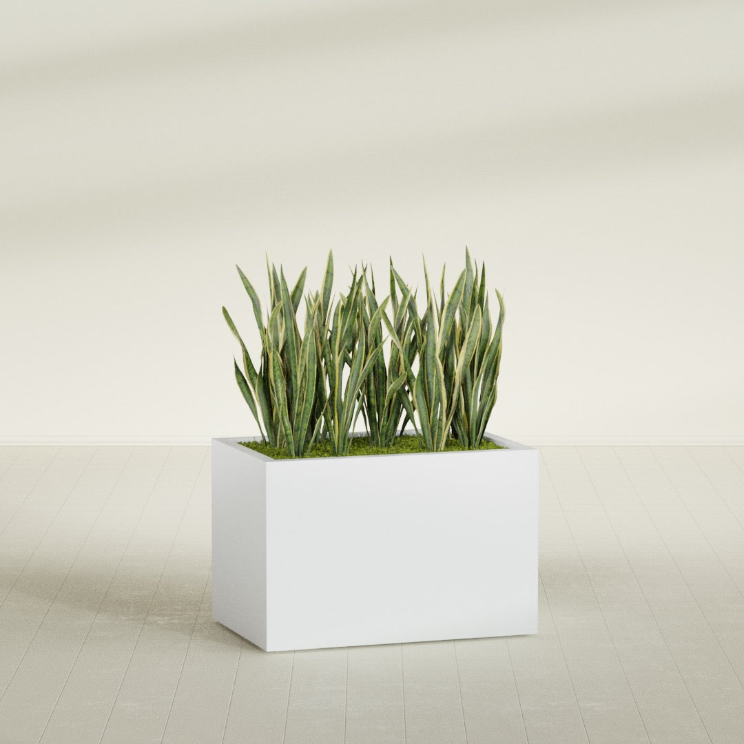 Granada rectangular fiberglass planter in Gloss Bright White, 36 × 24 × 24 in, shown planted in a room
