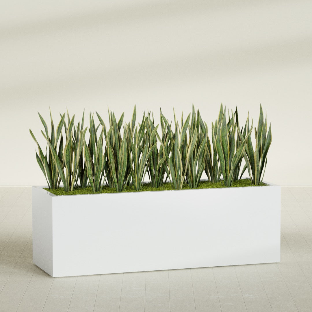 Granada rectangular fiberglass planter in Matte Bright White, 72 × 24 × 24 in, shown planted in a room