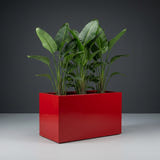 Granada fiberglass planter in Gloss Red, planted with bird of paradise, studio