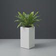 Hollywood Corner fiberglass planter in Matte Bright White, planted with bird's-nest fern, studio