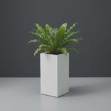 Hollywood Corner fiberglass planter in Matte Bright White, planted with bird's-nest fern, studio