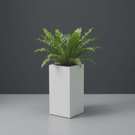 Hollywood Corner fiberglass planter in Matte Bright White, planted with bird's-nest fern, studio