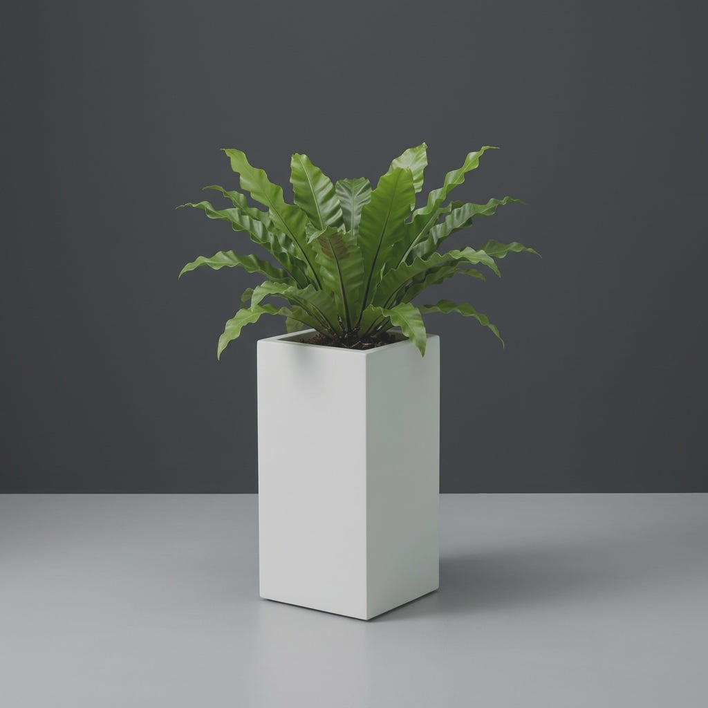Hollywood Corner fiberglass planter in Matte Bright White, planted with bird's-nest fern, studio