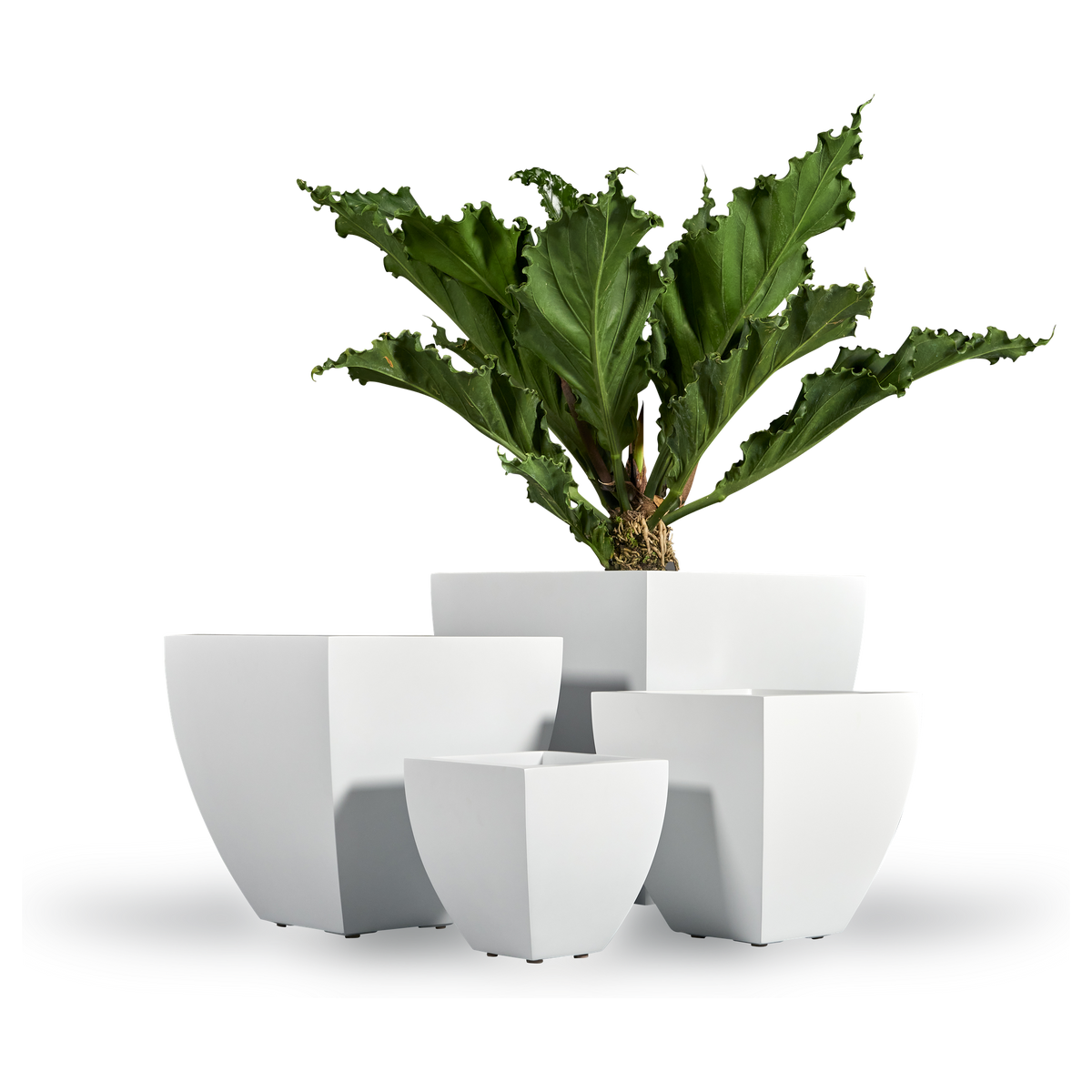 Lima tapered square fiberglass planter shown in all sizes side by side in a studio render for comparing sizes: 12 × 12 × 12 in, 16 × 16 × 16 in, 20 × 20 × 20 in, 24 × 24 × 24 in, 30 × 30 × 30 in