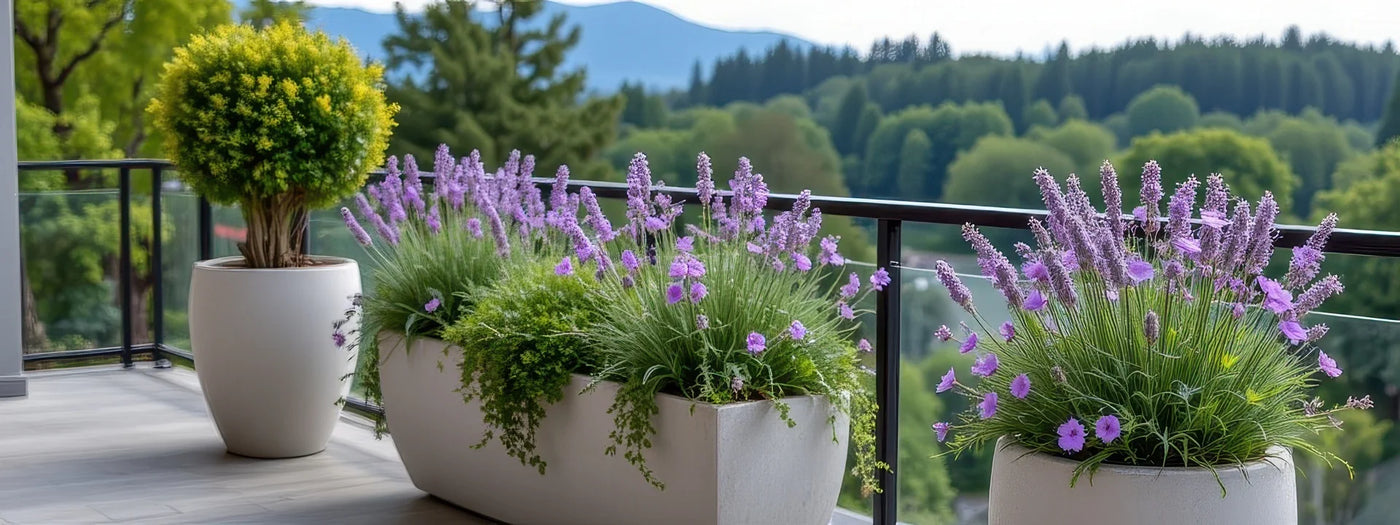 Lavender and silver sage growing in white stone planters on a balcony overlooking misty hills