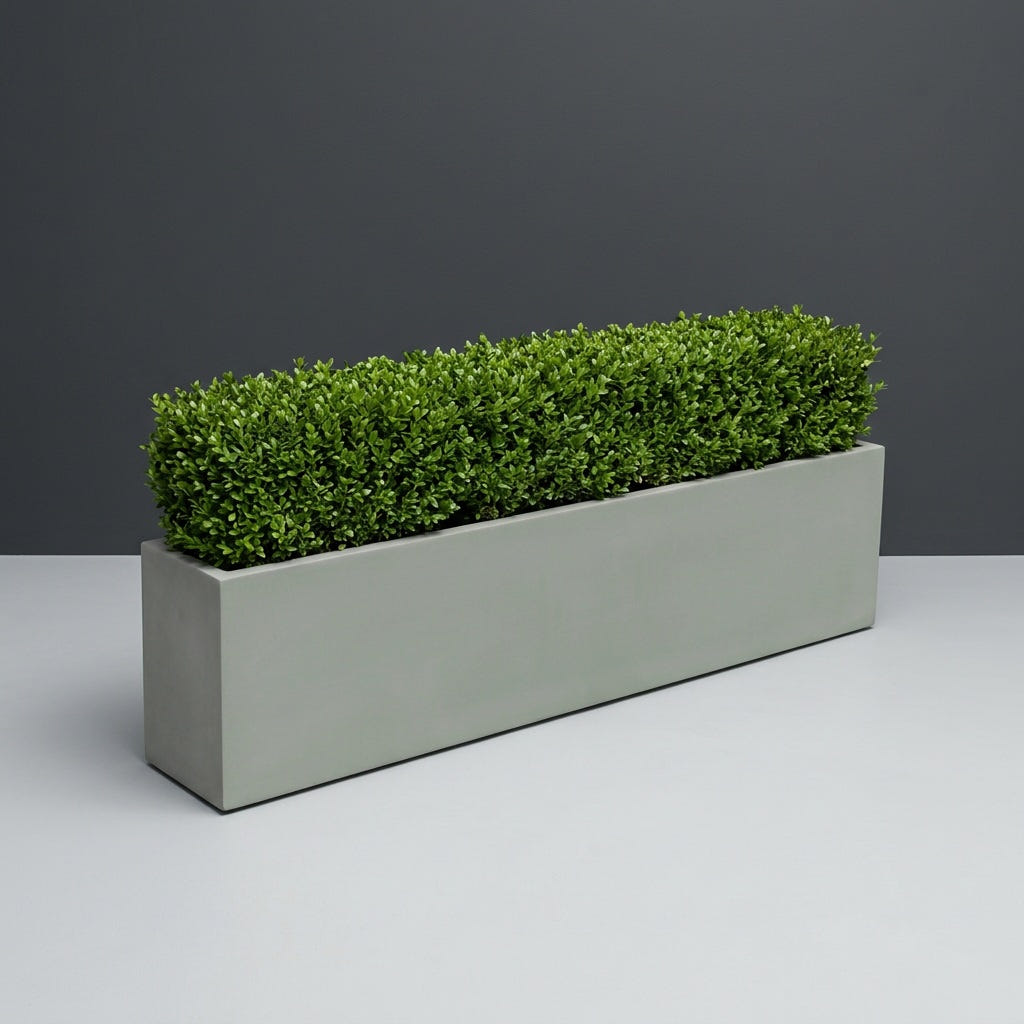 Miami Narrow Rectangular fiberglass planter in Matte Cement Grey, planted with continuous mound of trimmed boxwood hedging, studio