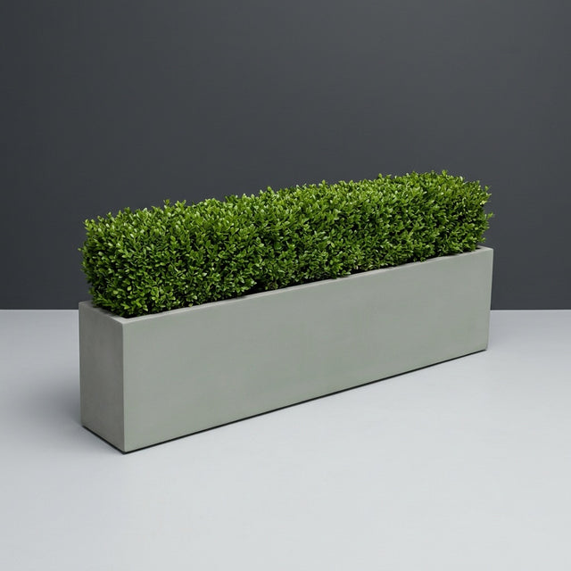 Miami Narrow Rectangular fiberglass planter in Matte Cement Grey, planted with continuous mound of trimmed boxwood hedging, studio