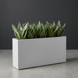 Milano Narrow Rectangular fiberglass planter in Matte Bright White, planted with dense row of snake plants, studio