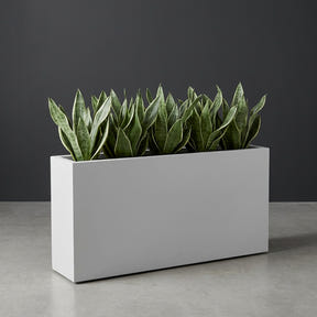 Milano Narrow Rectangular fiberglass planter in Matte Bright White, planted with dense row of snake plants, studio