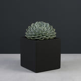 Monaco Cube fiberglass planter in Matte Black, planted with single small succulent rosette, studio