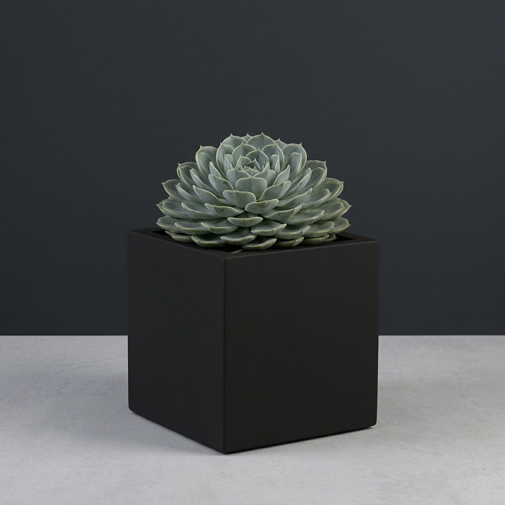Monaco Cube fiberglass planter in Matte Black, planted with single small succulent rosette, studio