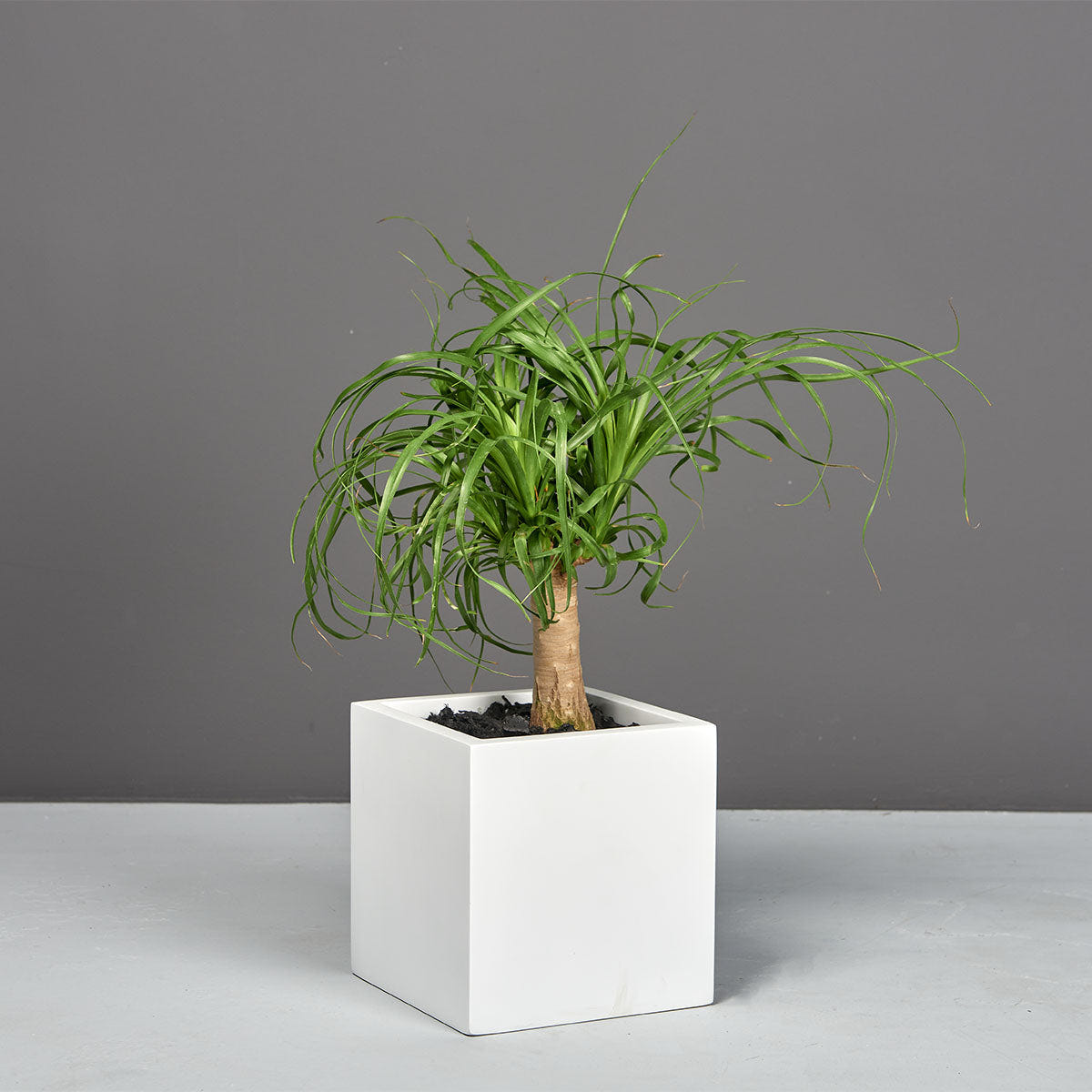 Monaco cube fiberglass planter