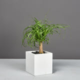 Monaco cube fiberglass planter