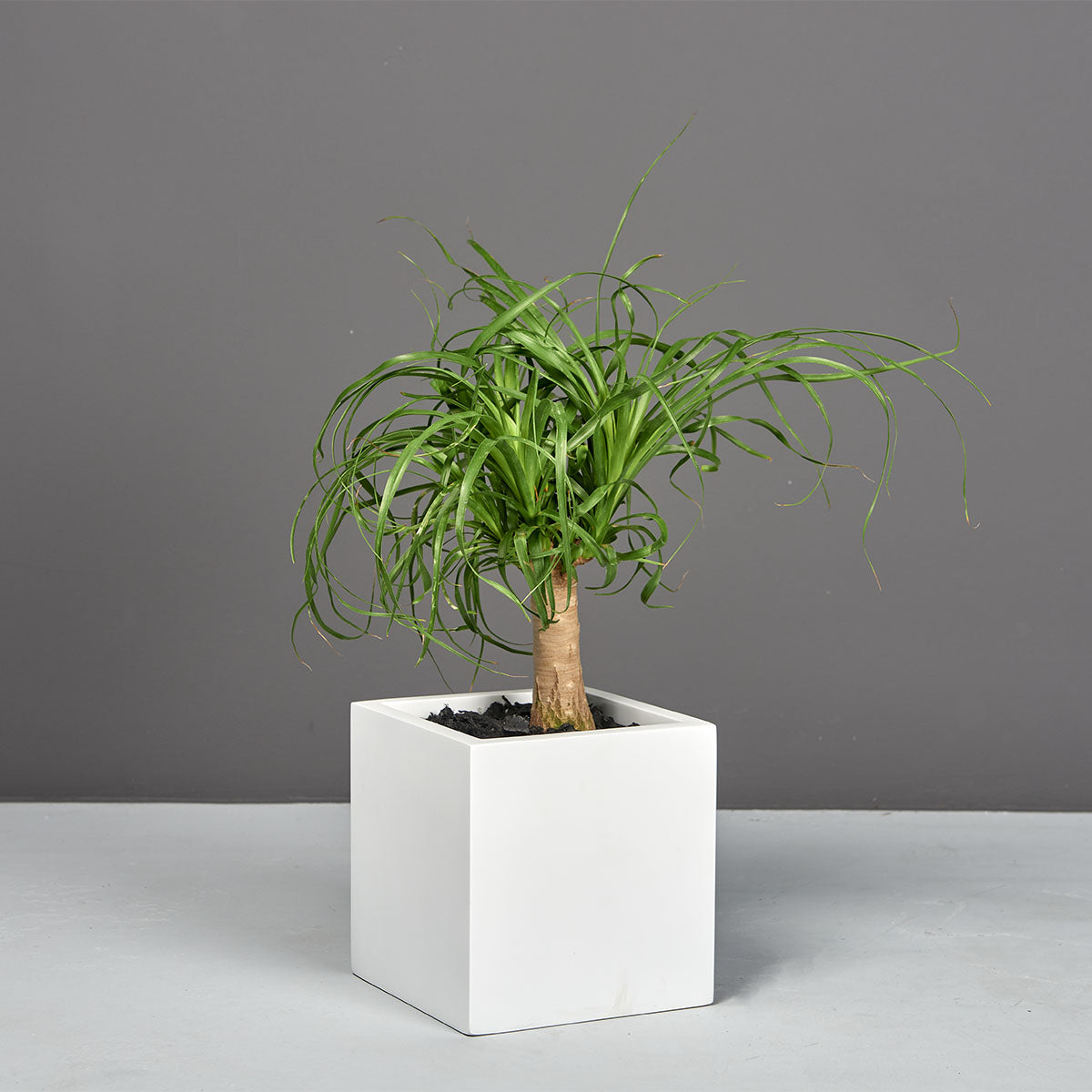 Monaco cube fiberglass planter