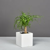 Monaco cube fiberglass planter