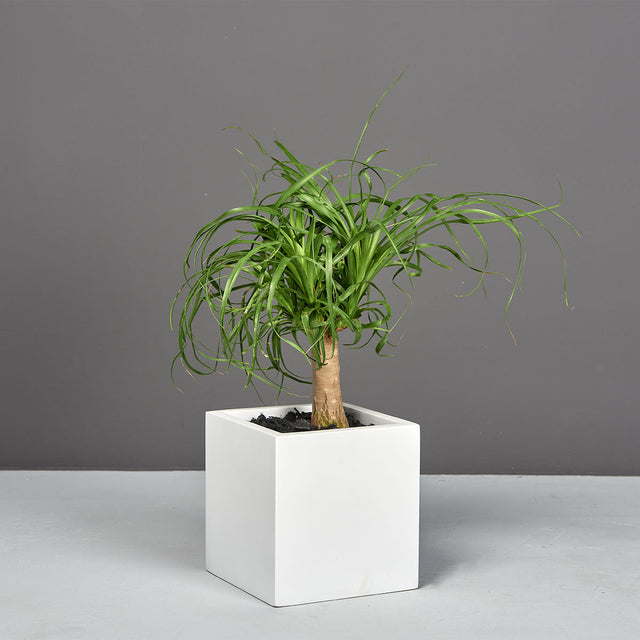 Monaco cube fiberglass planter