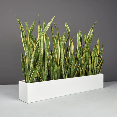 Monaco rectangle fiberglass planter, planted with snake plant