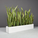 Monaco rectangle fiberglass planter, planted with snake plant