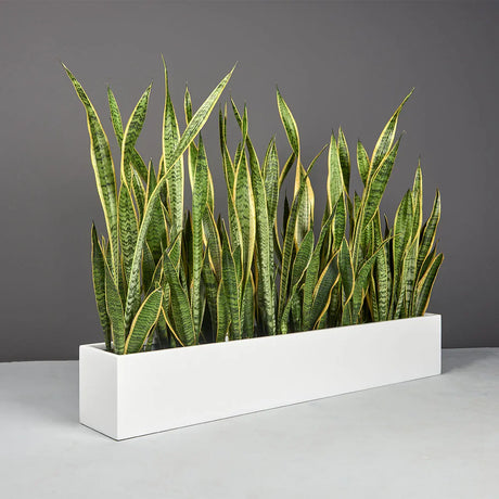 Monaco rectangle fiberglass planter, planted with snake plant
