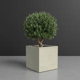 Montroy Cube fiberglass planter in Satin Beige, planted with an olive tree with a clipped rounded canopy on a short woody trunk, studio