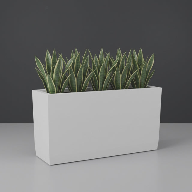 Panama Tapered Rectangular fiberglass planter in Matte Bright White, planted with dense row of snake plants, studio