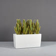 Panama Tapered Rectangular fiberglass planter in Matte Bright White, shown planted