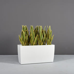 Panama Tapered Rectangular fiberglass planter in Matte Bright White, shown planted
