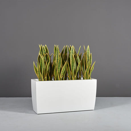 Panama Tapered Rectangular fiberglass planter in Matte Bright White, shown planted