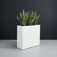 Perth Rectangular fiberglass planter in Matte Bright White, planted with cluster of snake plants, studio