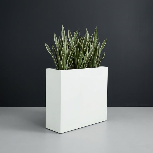 Perth Rectangular fiberglass planter in Matte Bright White, planted with cluster of snake plants, studio