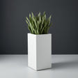 Potsdam Corner fiberglass planter in Matte Bright White, planted with cluster of snake plants, studio
