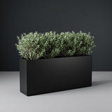 Potsdam Rectangular fiberglass planter in Matte Black, planted with row of trimmed dwarf olive shrubs, studio