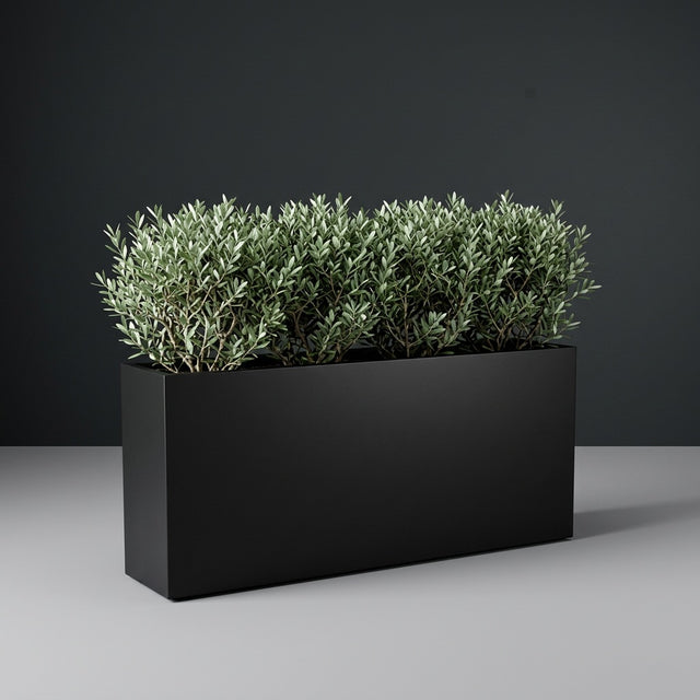 Potsdam Rectangular fiberglass planter in Matte Black, planted with row of trimmed dwarf olive shrubs, studio
