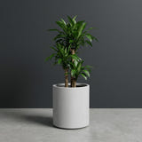 Rio Grande Cylinder fiberglass planter in Metallic Silver, planted with single dracaena on woody canes, studio