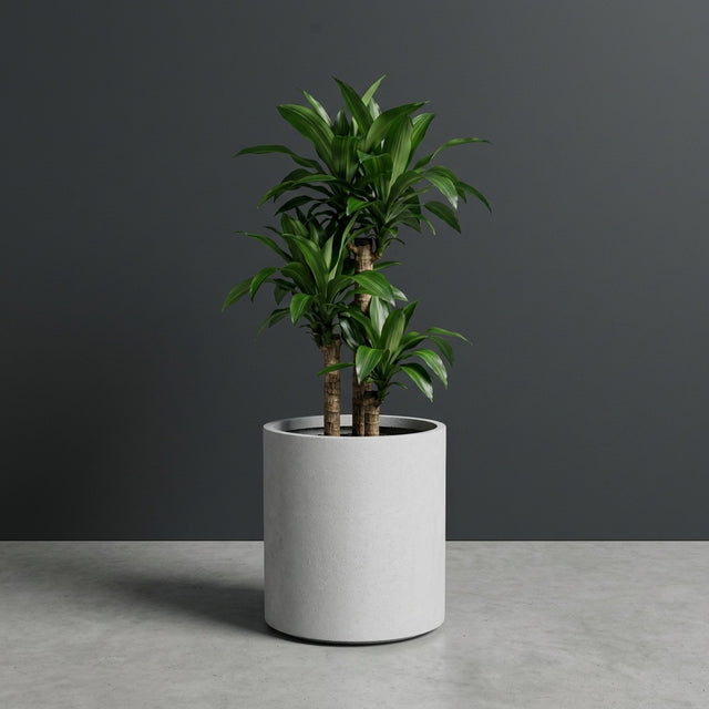 Rio Grande Cylinder fiberglass planter in Metallic Silver, planted with single dracaena on woody canes, studio