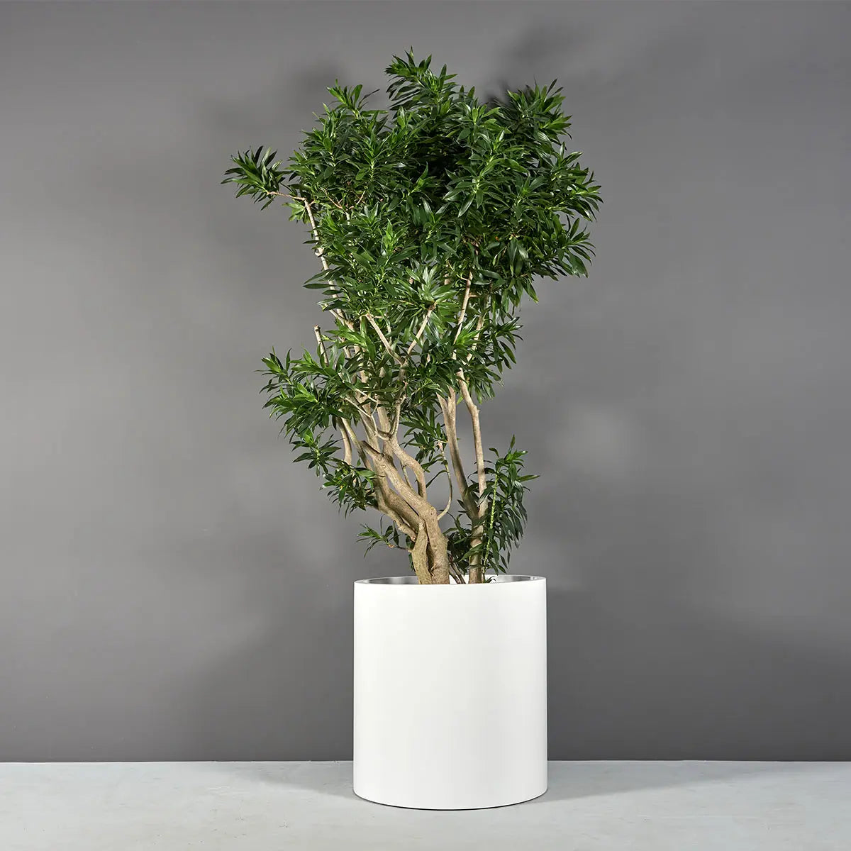 Rio Grande cylinder fiberglass planter, planted with an olive topiary