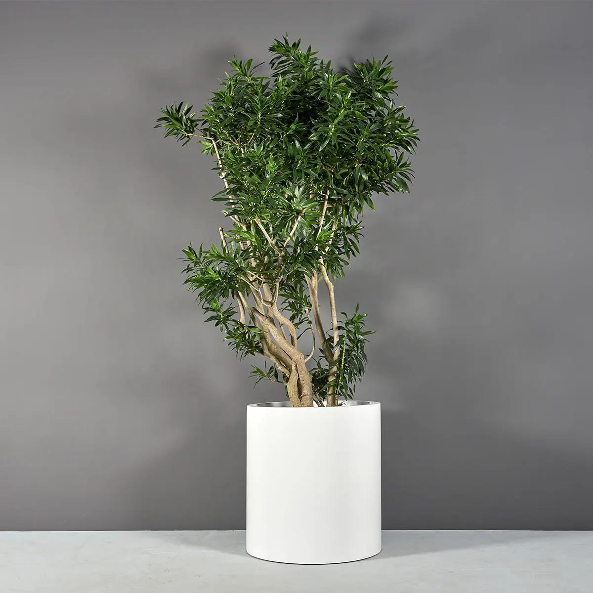 Rio Grande Cylinder Planter in real life, styled with plants