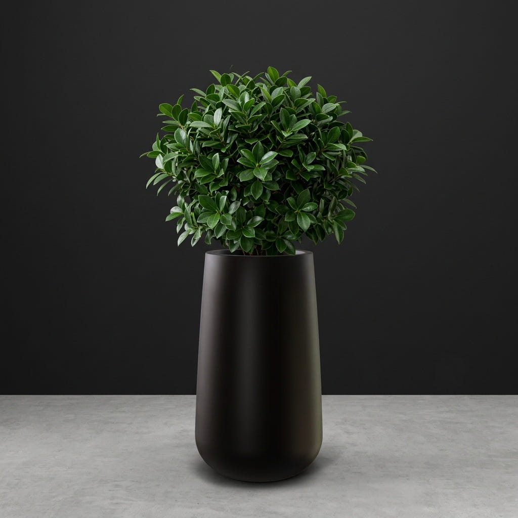 Saigon Tapered Round fiberglass planter in Matte Black, planted with compact ficus, studio