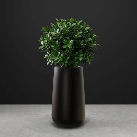 Saigon Tapered Round fiberglass planter in Matte Black, planted with compact ficus, studio