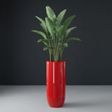 Saint Tropez Bullet Round fiberglass planter in Gloss Red, planted with bird of paradise, studio