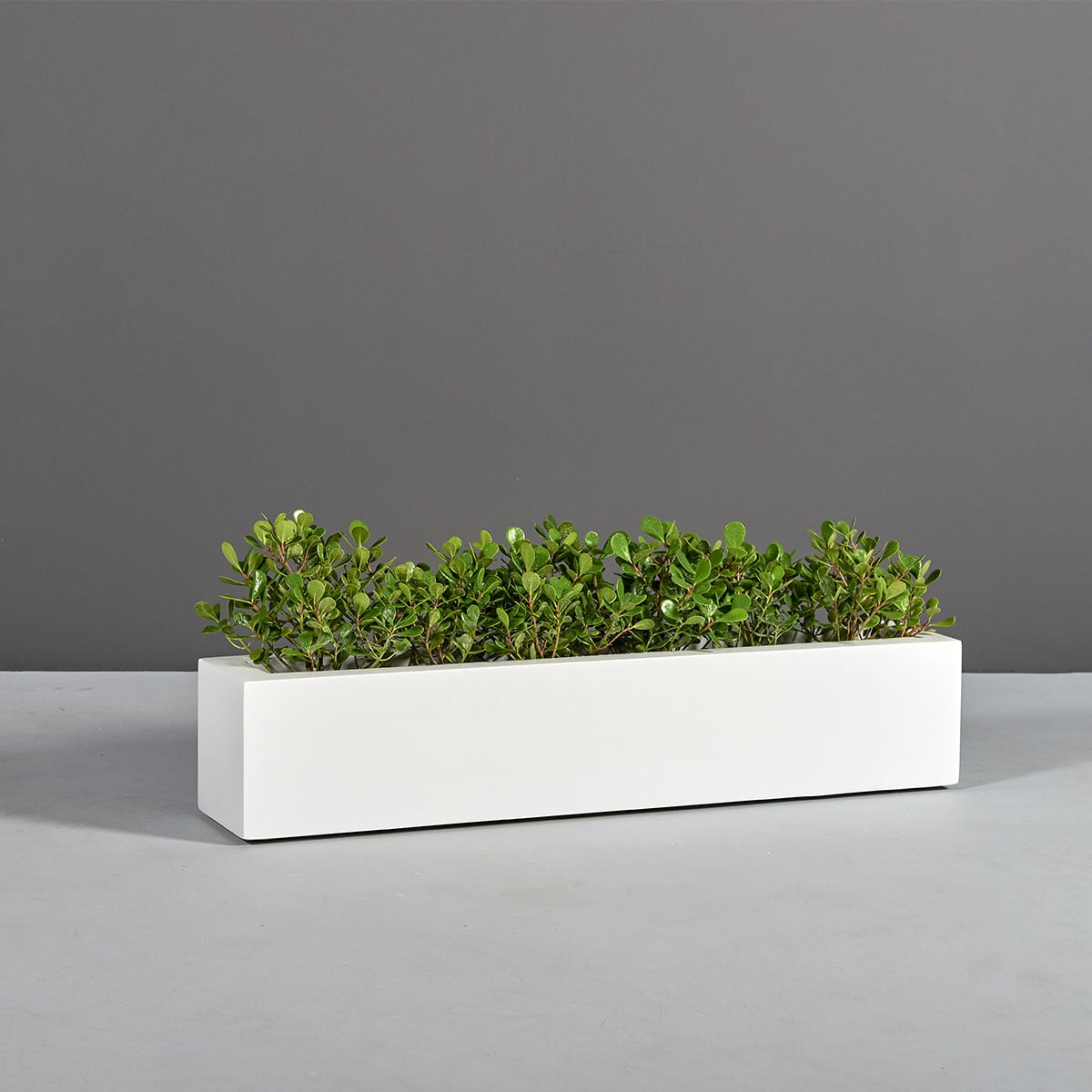 Salon narrow rectangular fiberglass planter box, planted with clipped boxwood