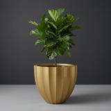 Santa Barbara Fluted Round fiberglass planter in Gloss Metallic Gold, planted with fiddle-leaf fig, studio