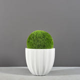 Santa Barbara fluted round fiberglass planter, planted with a moss ball