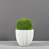 Santa Barbara fluted round fiberglass planter, planted with a moss ball