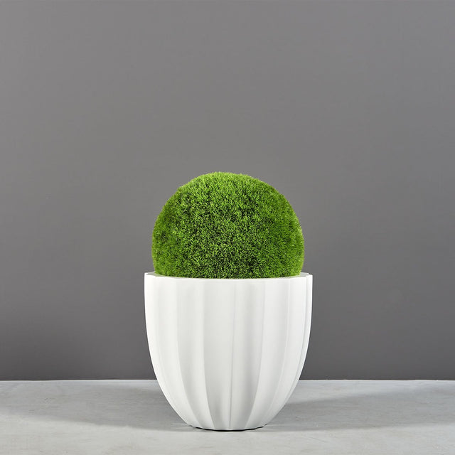 Santa Barbara fluted round fiberglass planter, planted with a moss ball