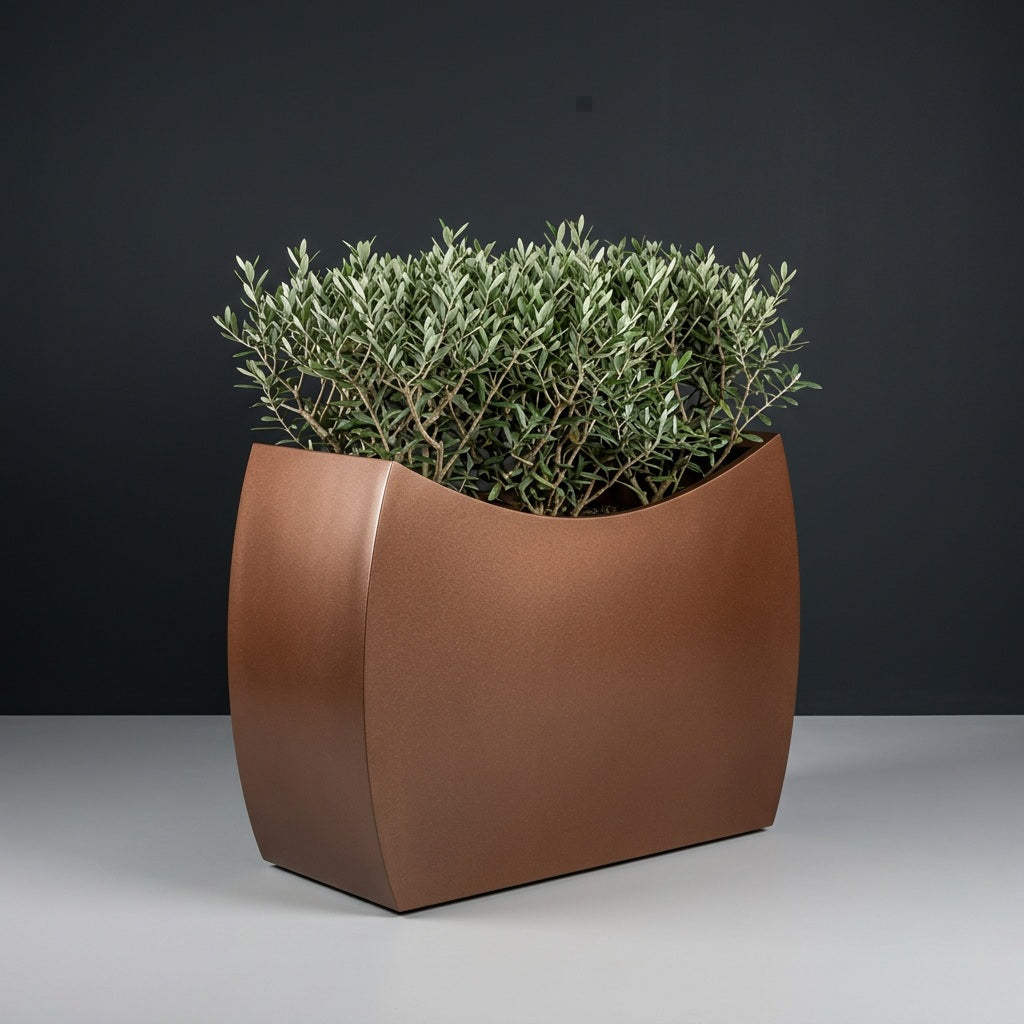 Seoul Curved fiberglass planter in Metallic Bronze, planted with row of trimmed dwarf olive shrubs, studio
