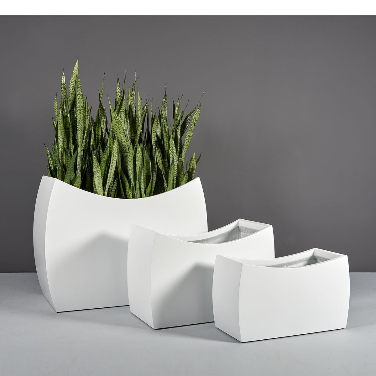 Seoul curved rectangular fiberglass planter, three sizes shown together, the largest planted with snake plant