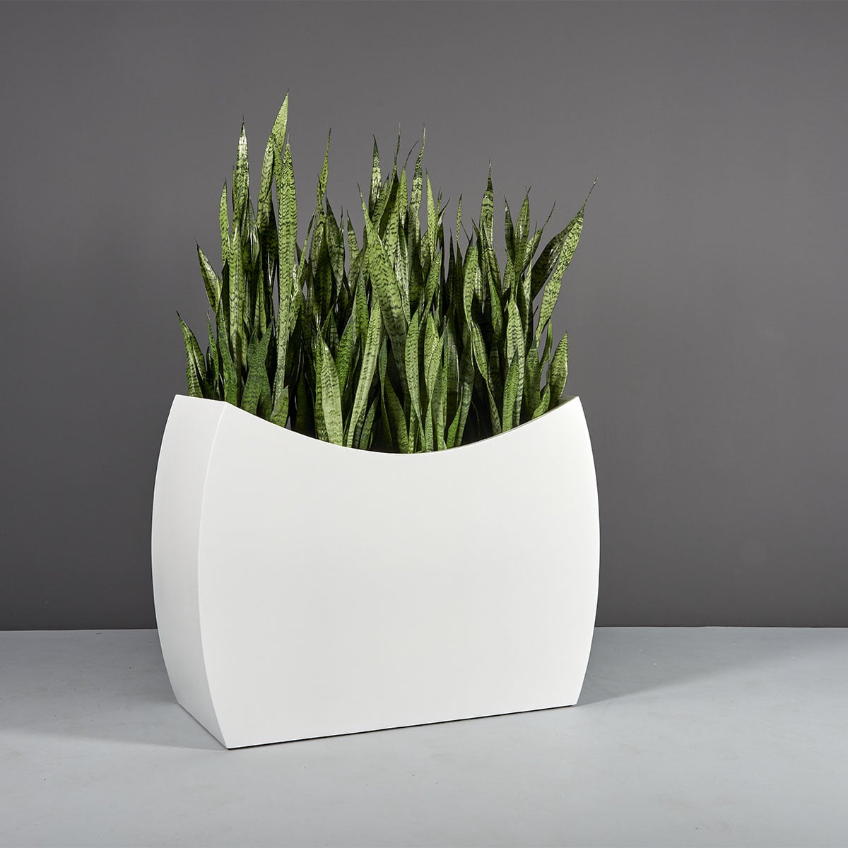 Seoul curved rectangular fiberglass planter, planted with snake plant